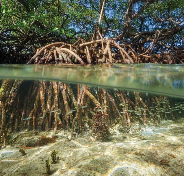 Mangroves along the river system